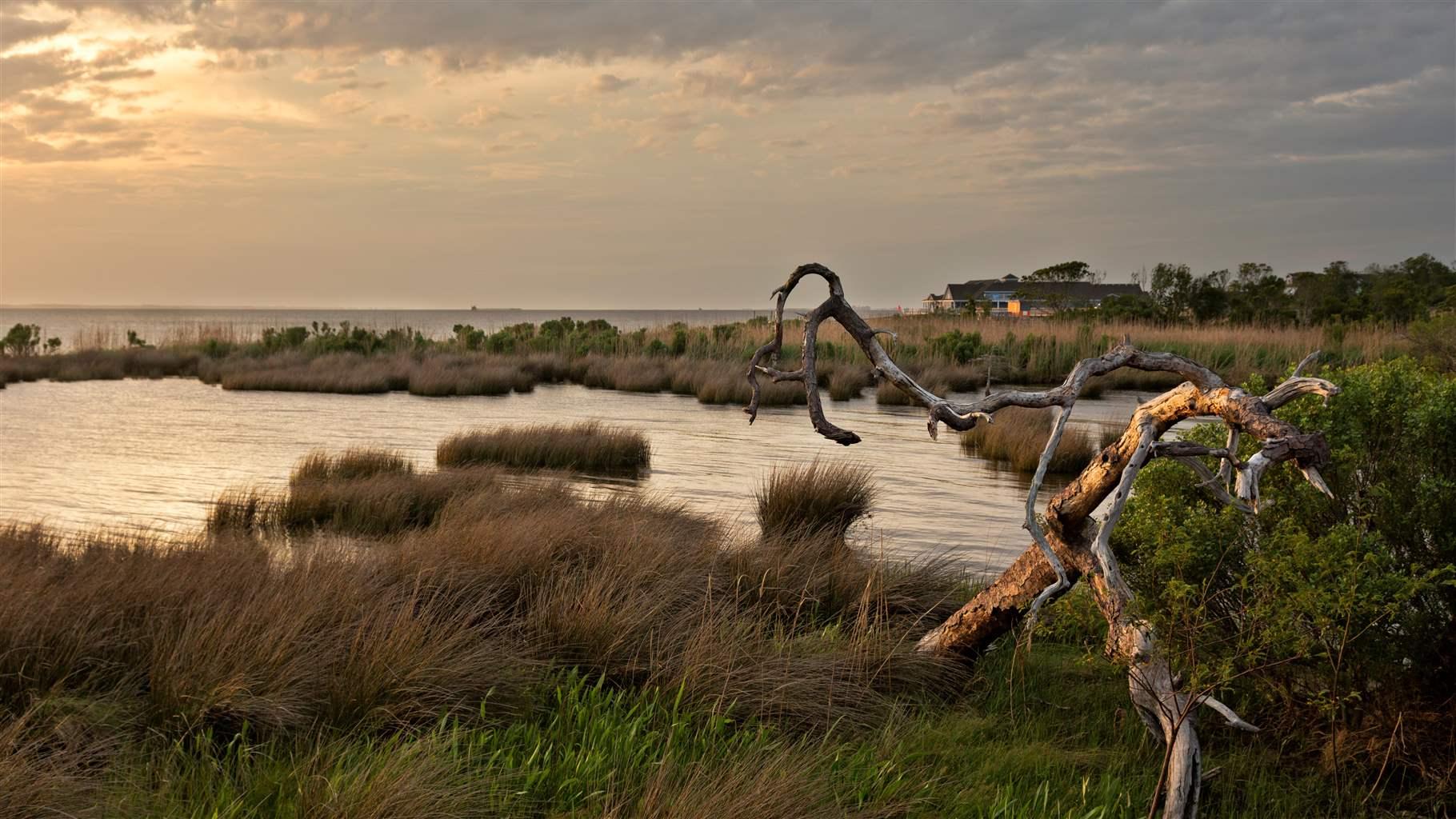Coastal Wetlands Have an Important Role to Play in Addressing Climate ...