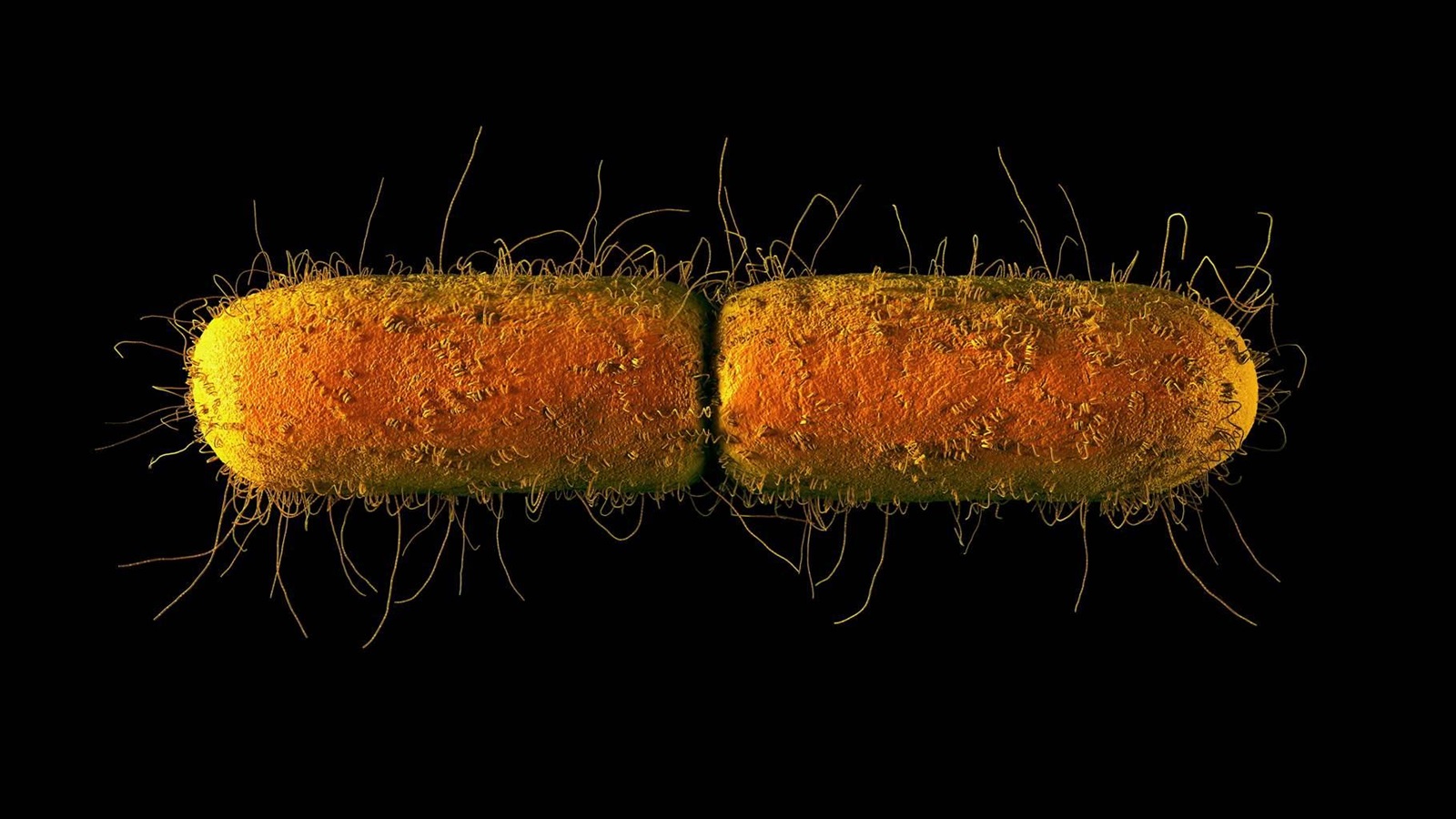 Antibiotic-Resistant Superbugs: How Worried Should We Be? | The Pew Charitable Trusts
