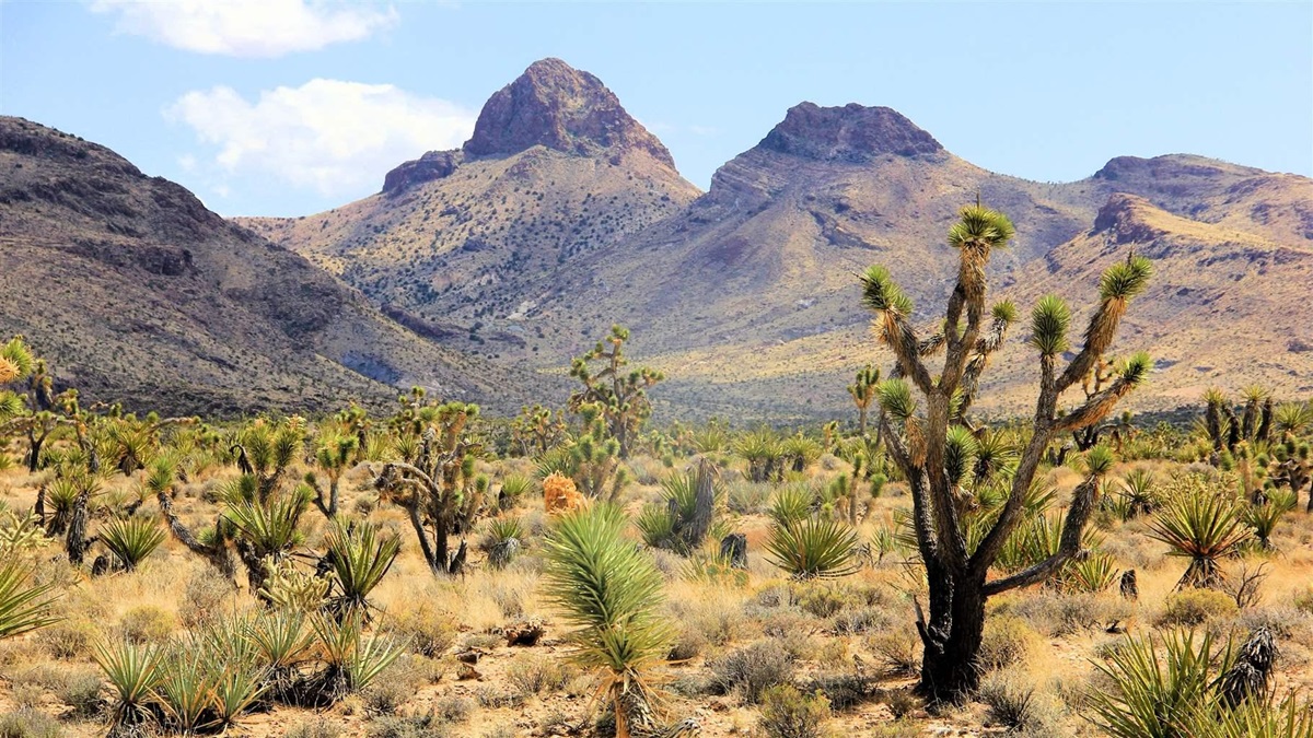 New National Monument in Nevada Would Sustain Indigenous Culture ...