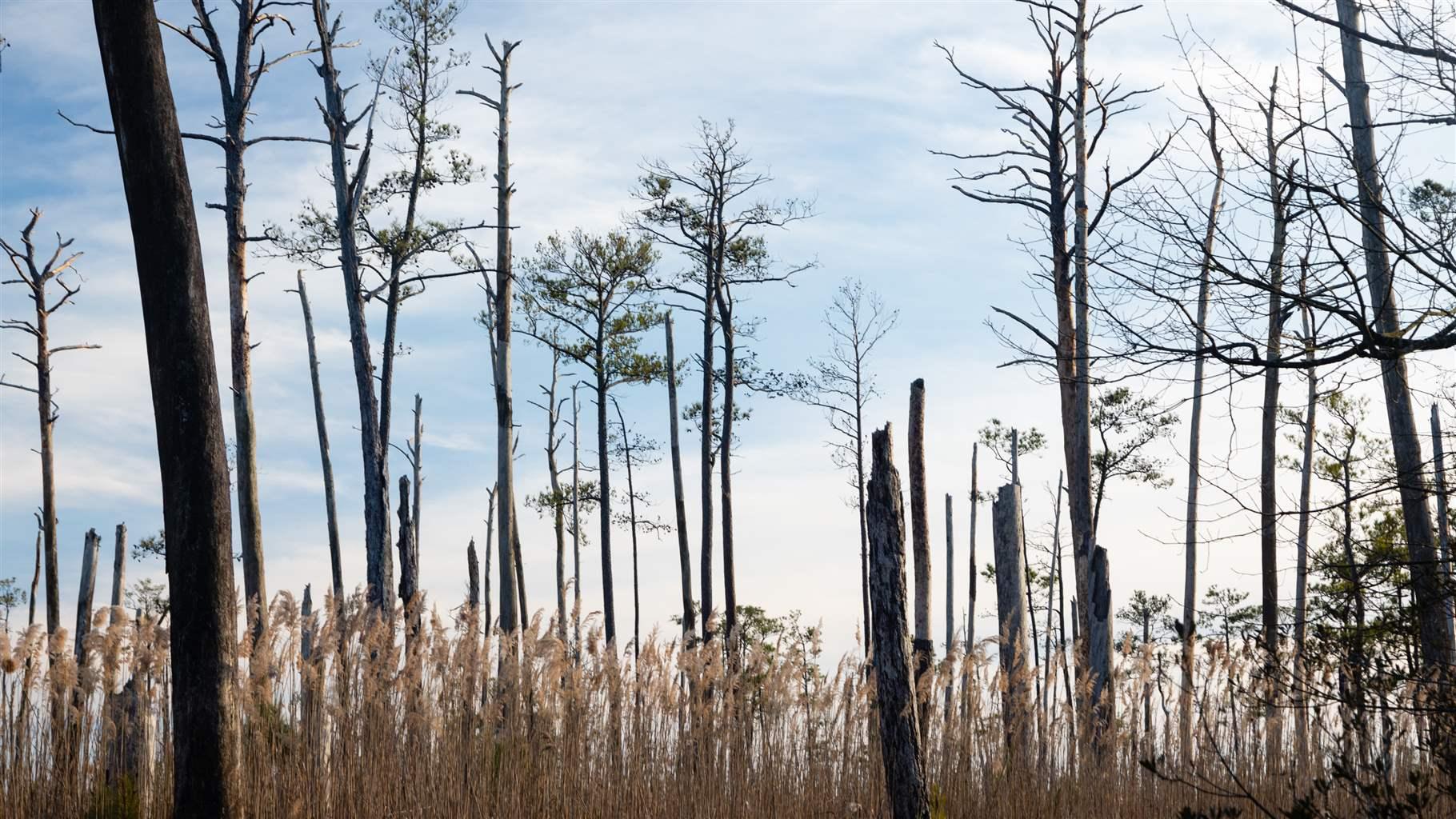To Best Fight Climate Change, 'Blue Carbon' Habitats Must First Survive ...