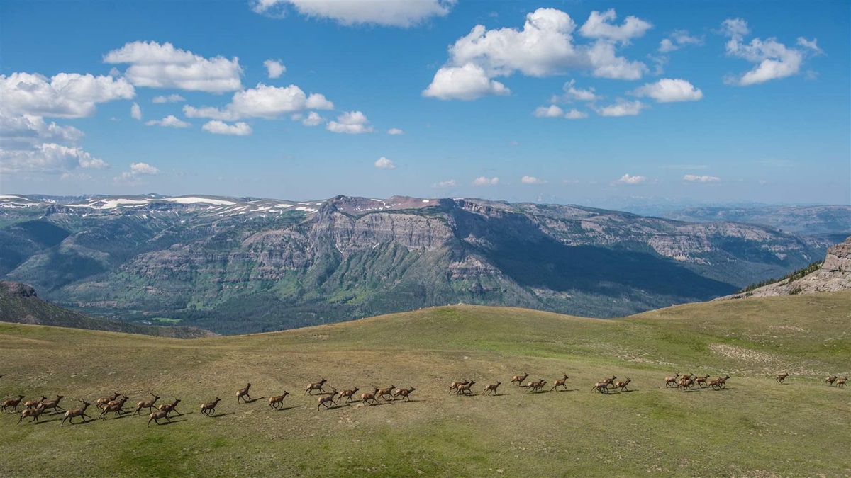 Wildlife Corridors Need Conservation | The Pew Charitable Trusts