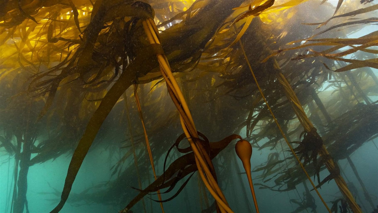 Scientists, Volunteers Work to Restore Oregon Kelp Forests | The Pew ...