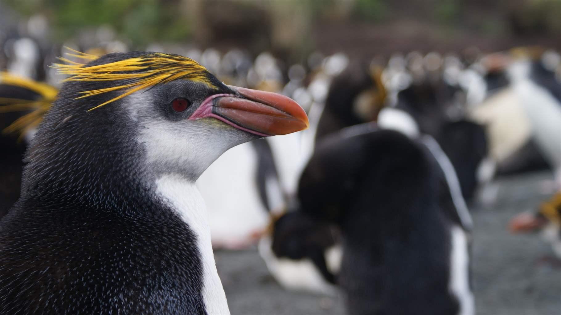 Australia Protects Vast Area in Southern Ocean