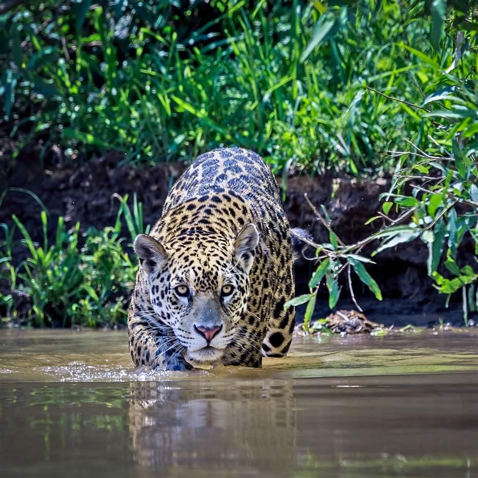 Animais Indigenas