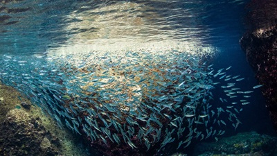 A large school of hundreds of silver-colored, small anchovies swim in light blue ocean water, surrounded by green rocks.