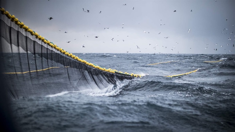 As Fishing Threatens Biodiversity in the Northeast Atlantic, Fisheries ...