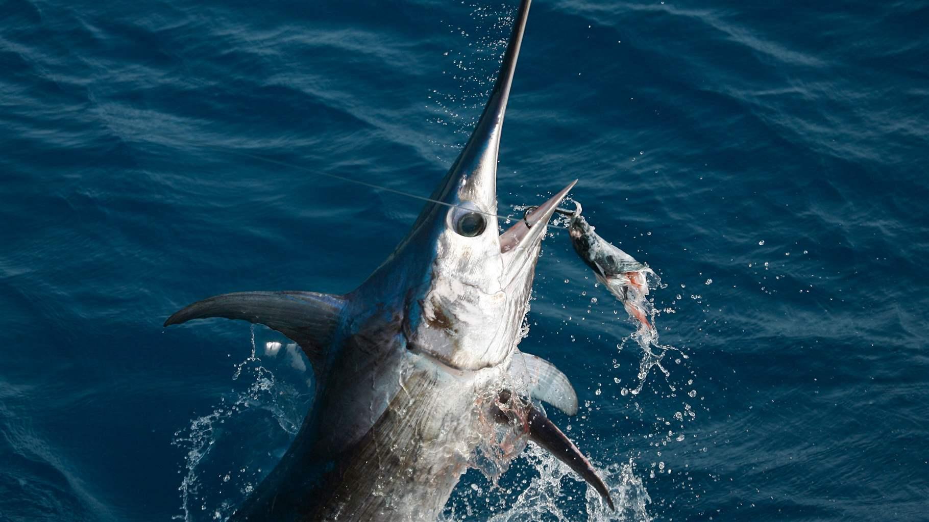 As the North Atlantic Ocean Changes, Fisheries Management Must Evolve ...