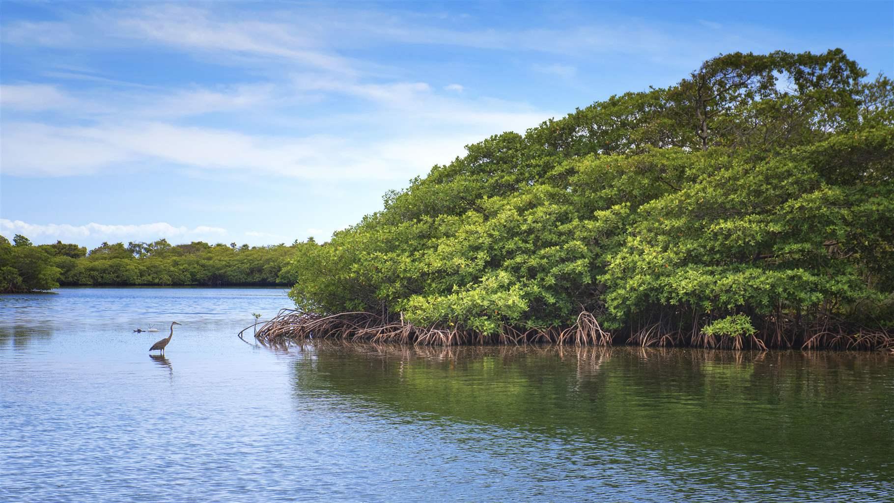 ¿Cómo visitar manglares en Honduras sin dañar ecosistemas y con guías locales?
