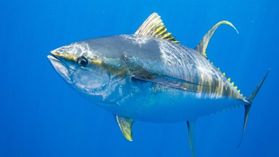 A blue and white fish, marked with yellow accents, swims in clear blue waters, its reflection visible at the top.