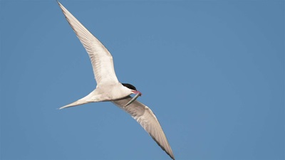A large bird with white wings and body and a black head flies with a long grey sandeel in its orange beak.