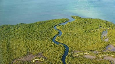 An overhead view of still, turquoise ocean waters that abut a lush green coastline. A winding river forms from an inlet and meanders inland. A few muddy patches disrupt the fluffy green treetops of the land.