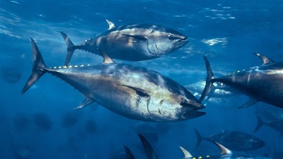 A school of large tunas – blue and silver bullet-shaped fish – swim underwater, with two of them prominent in the center of the frame.