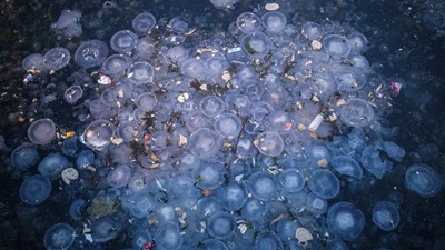 The dark blue surface of the sea is crowded with light blue rings of jellyfish interspersed with fragments of colourful debris from household waste such as bottles and packaging.