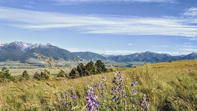 A field of purple flowers fills the foreground and mountains line the background under a deep-blue sky streaked with thin wisps of clouds.
