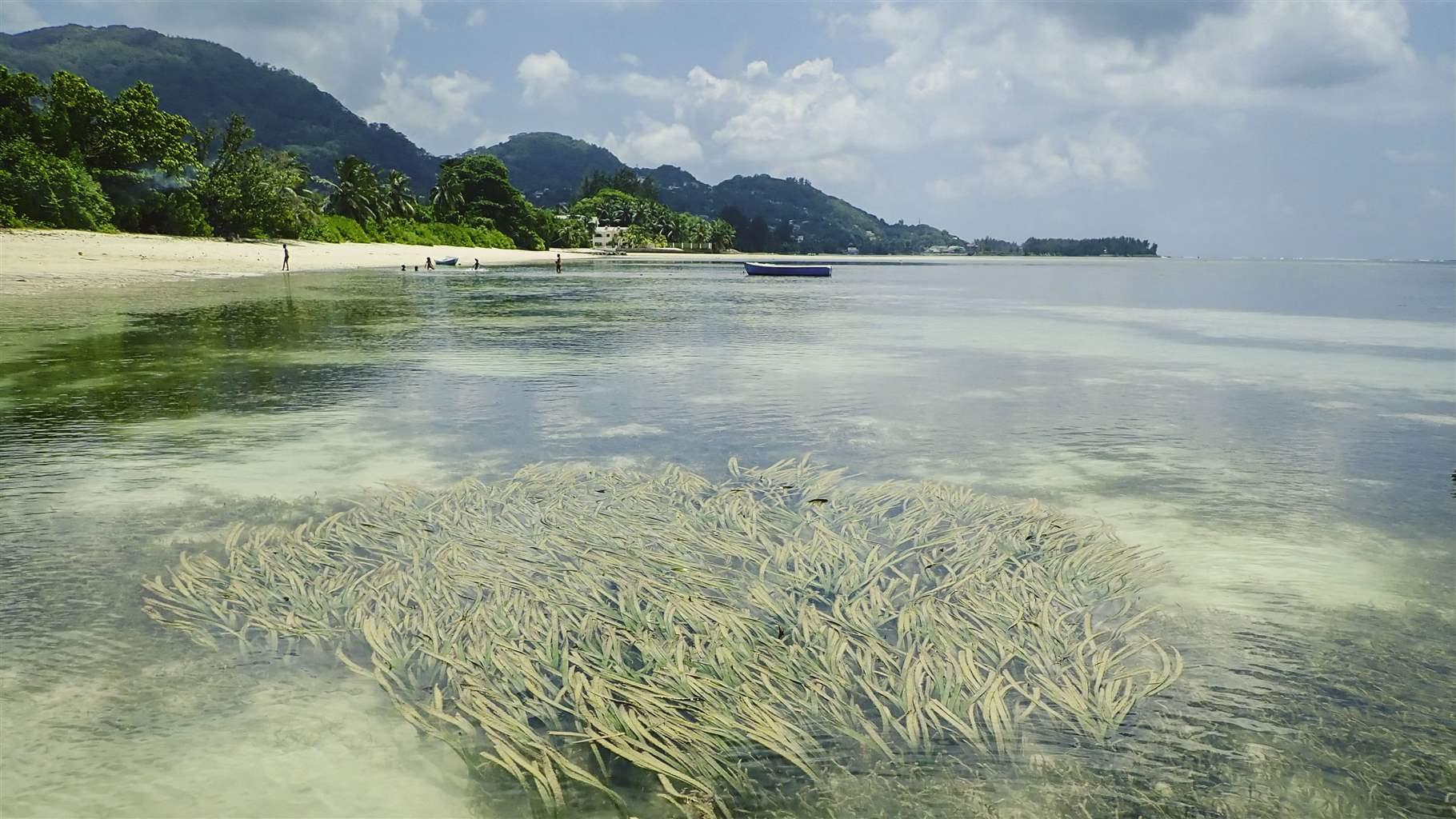 In Western Indian Ocean Region, Conservation Gains Steam