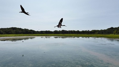 Two large birds with long beaks soar above shallow water with visible underwater vegetation, bordered by dense green seagrasses and forests in the distance under a light blue, partly cloudy sky.