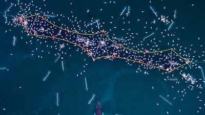 An aerial view shows a humpback whale swimming toward a yellow fishing net in the open sea, with hundreds of white seagulls flying above it.