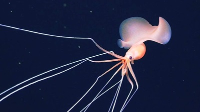 An orange-pink iridescent squid with long tentacles.