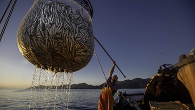 A fisher wearing orange rubber overalls stands on the deck of a vessel, reaching up with a long pole to bring a net full of fish – which is suspended above the deck by ropes – onto the boat.