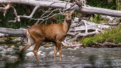 National Park in Chilean Patagonia Joins Prestigious ‘Green List’ of Protected Areas – The Pew Charitable Trusts