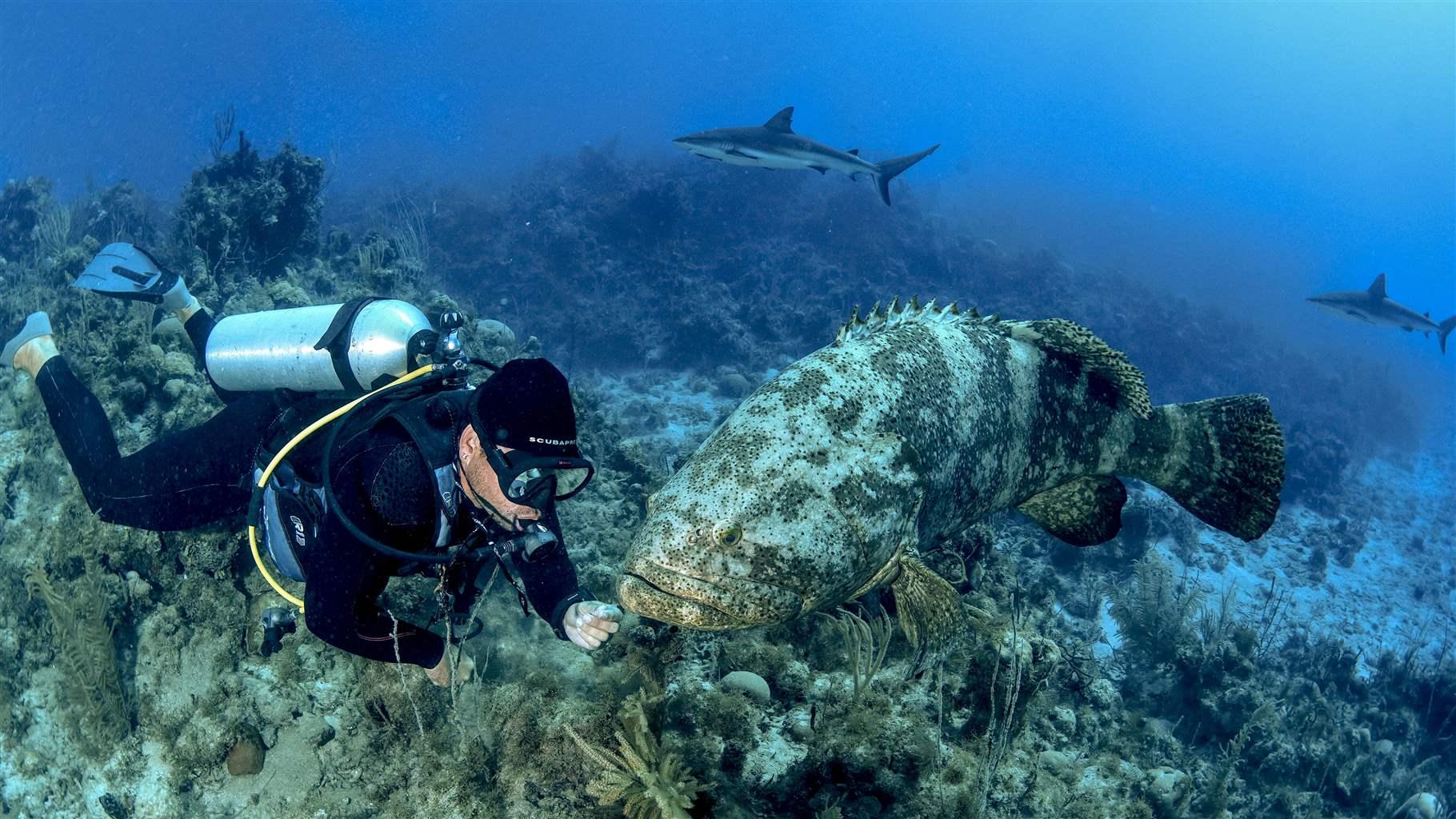 Science—and Locals—Aid in Goliath Grouper’s Comeback
