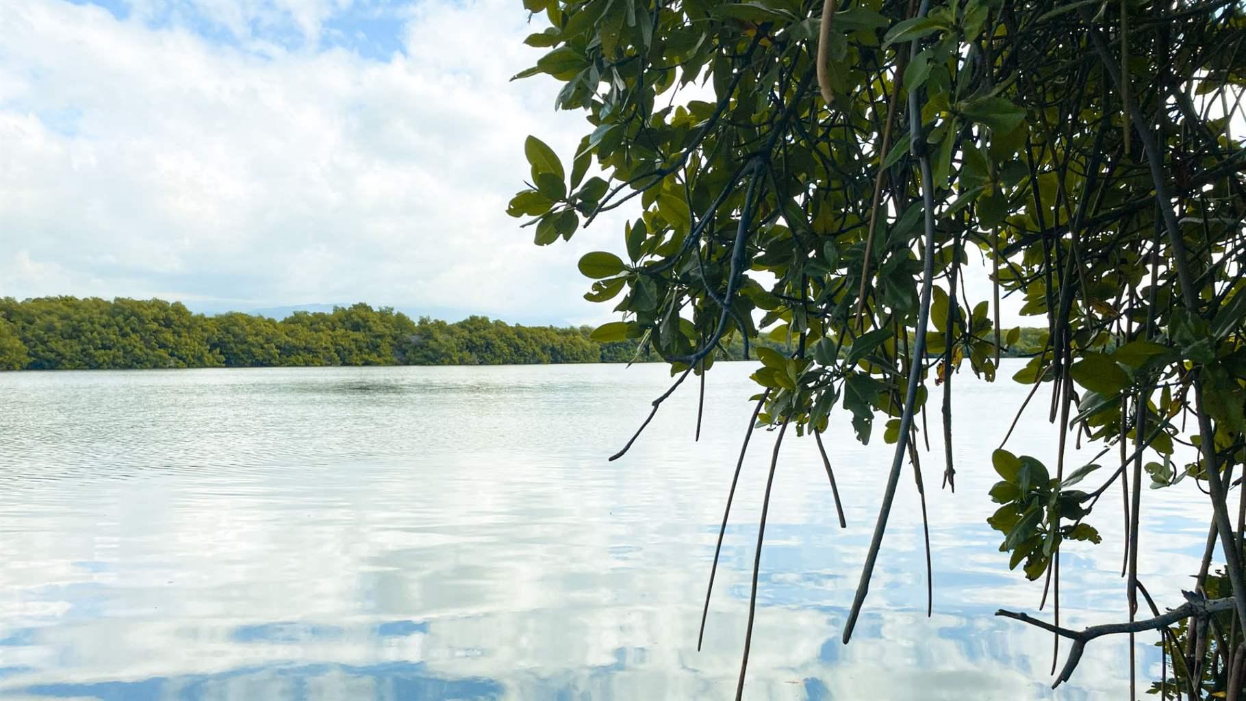 Image source - https://www.pew.org/en/research-and-analysis/articles/2025/11/10/jamaicas-new-climate-commitments-recognize-conservation-value-of-coastal-wetlands