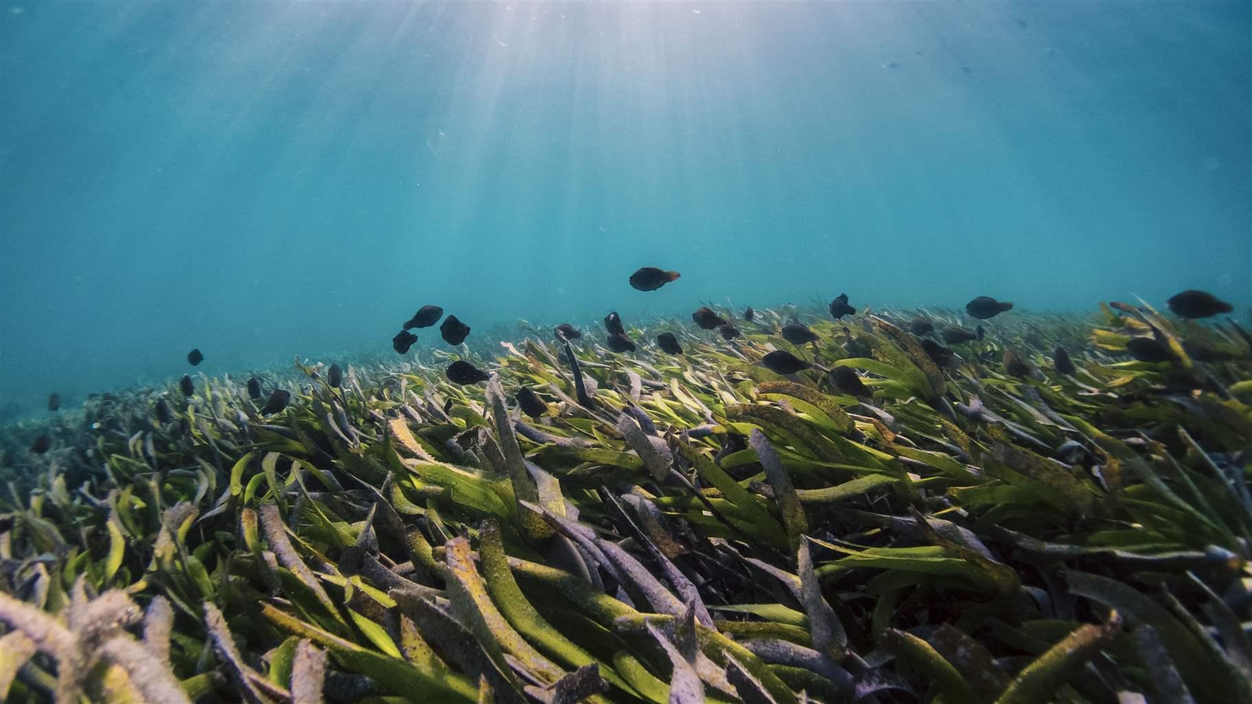 Western Indian Ocean Seagrass Becoming Climate Ally