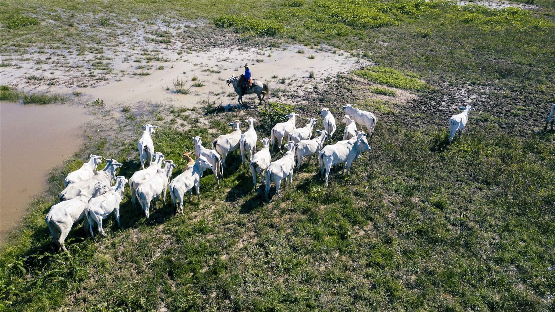 How Cattle Ranching Supports Conservation in Brazil