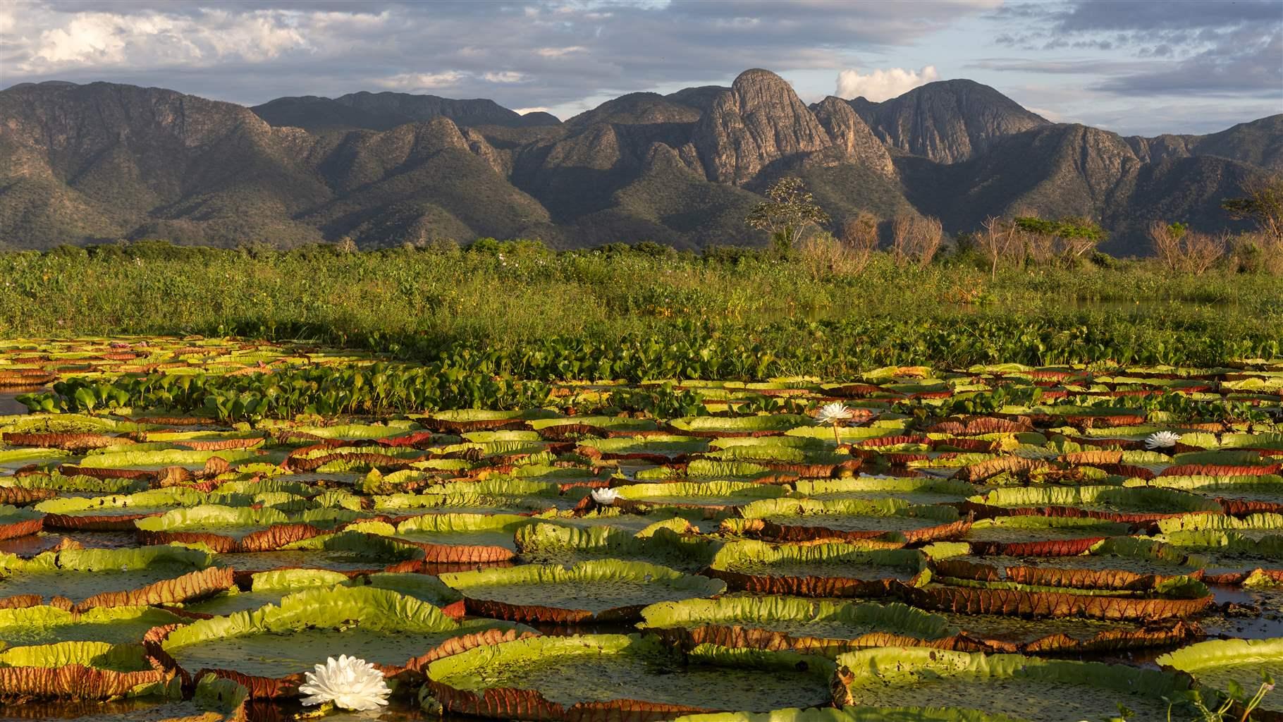 Pew’s Ongoing Conservation Efforts Help to Protect Two Key South American Landscapes