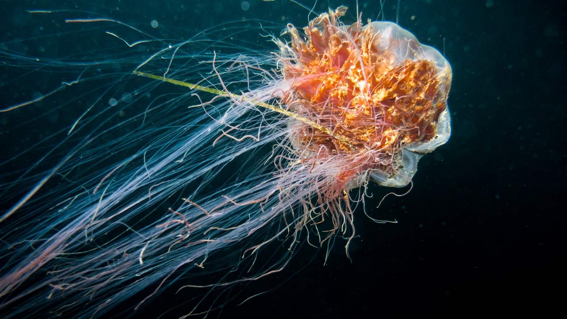 Nations to Discuss Future of Deep-Sea Mining Amid a Changing Policy Landscape