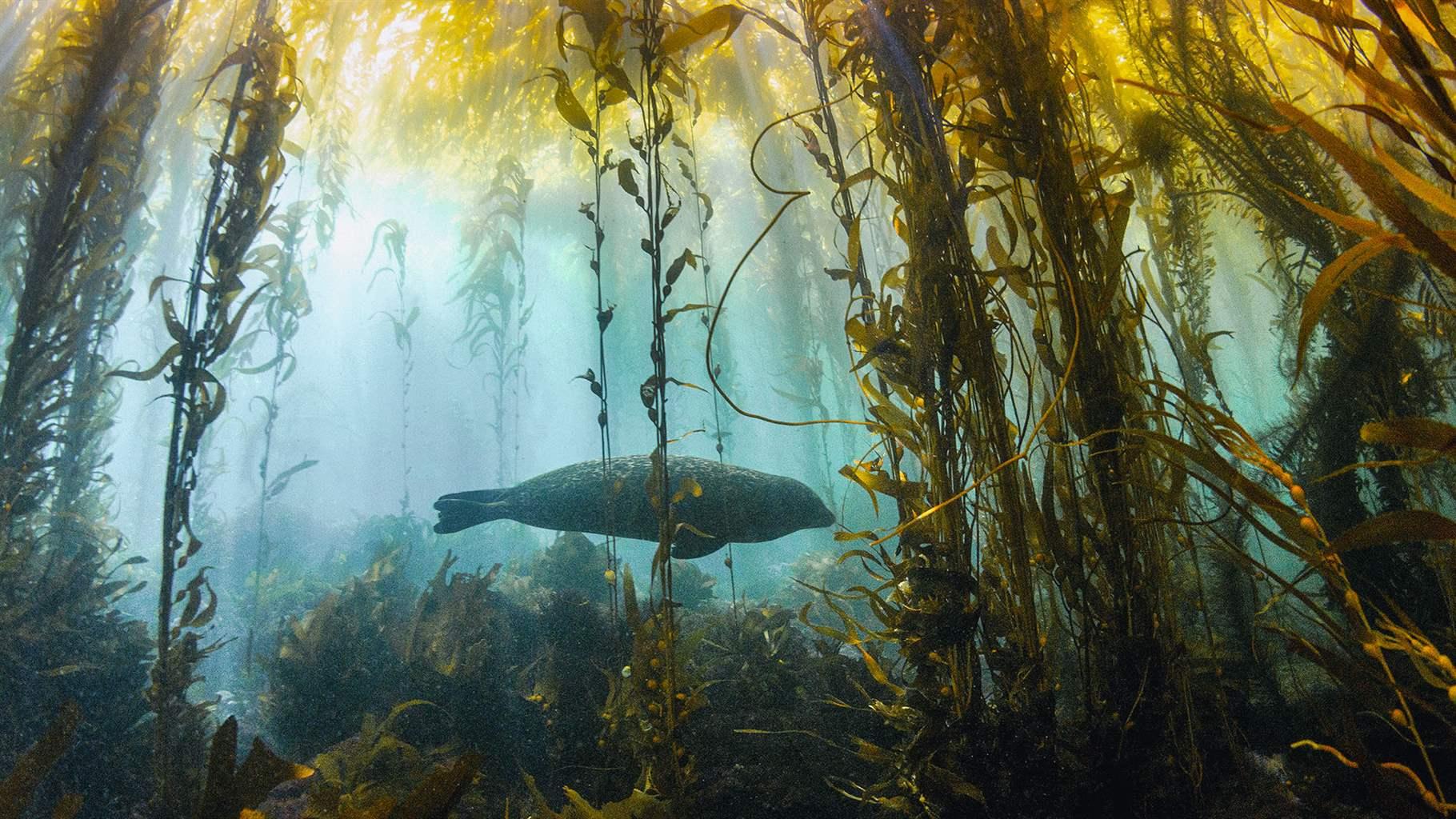 Pew Awards Fellowships to Seven Scientists Advancing Marine Conservation