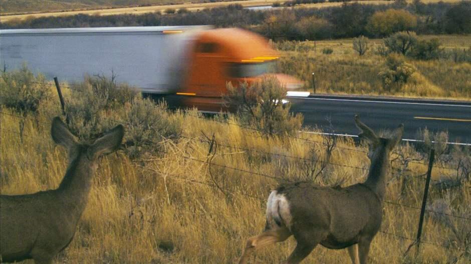 Idaho Passes Resolution Supporting Wildlife Crossings