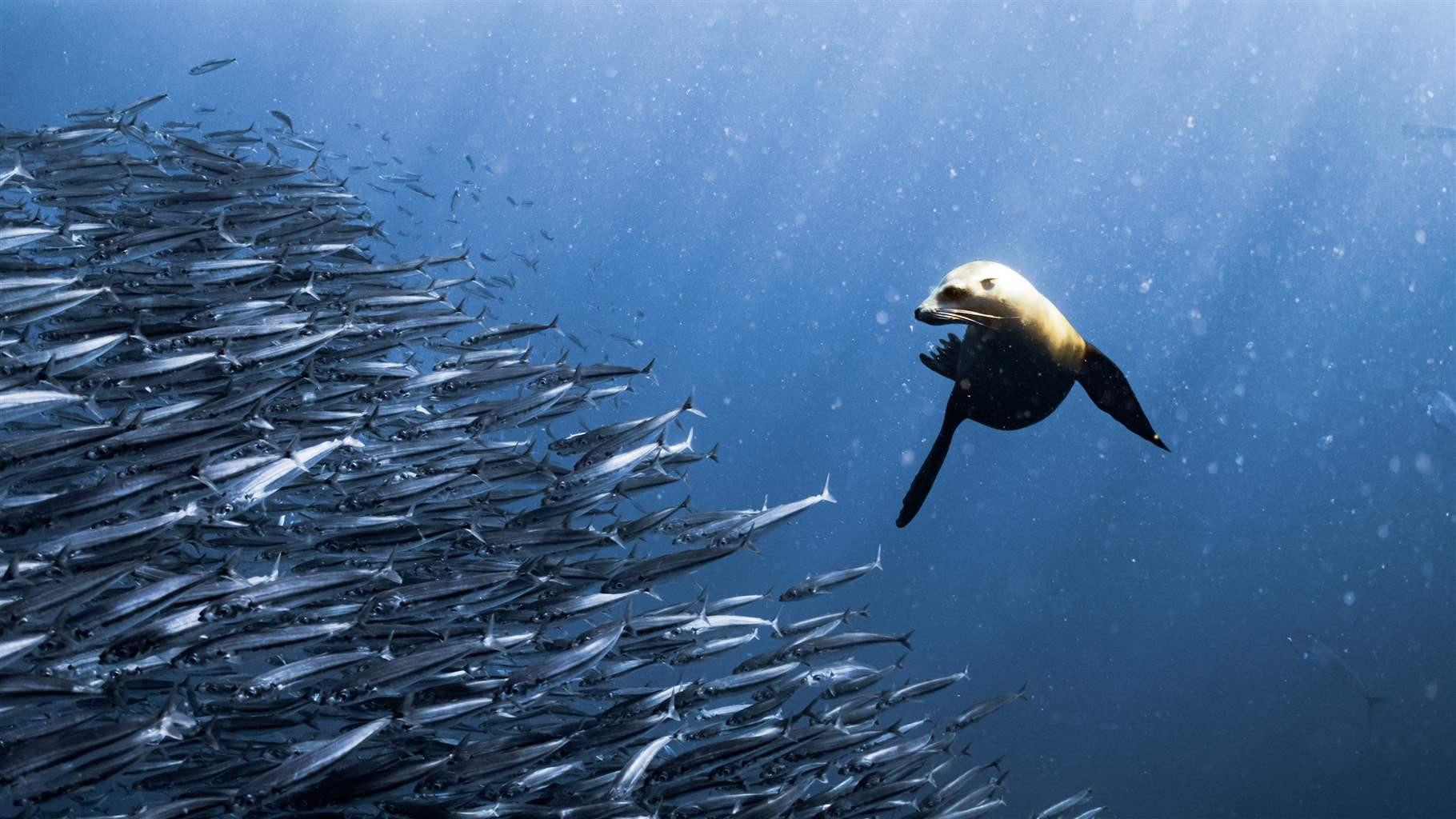 Seafood Supply Chain Leaders Can Help to Safeguard Ocean Life