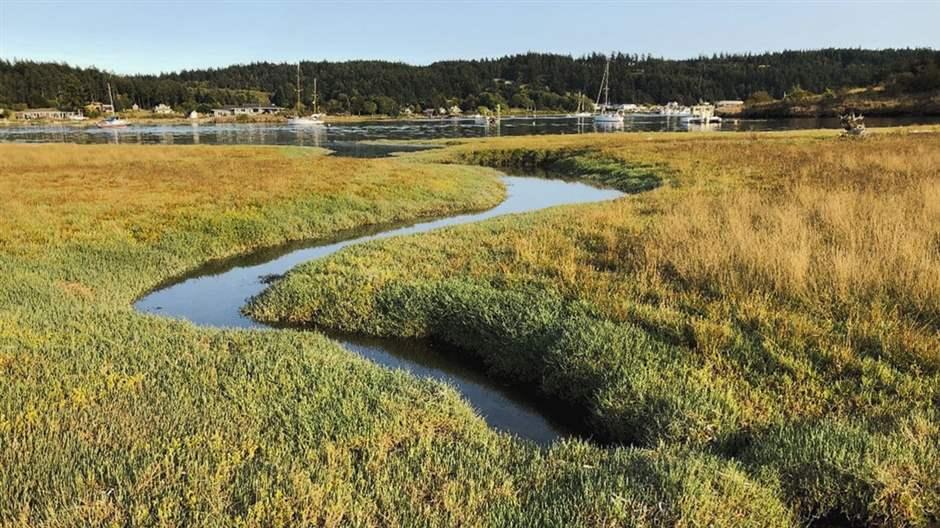 Calculator Helps Quantify Climate Value of Coastal Wetlands