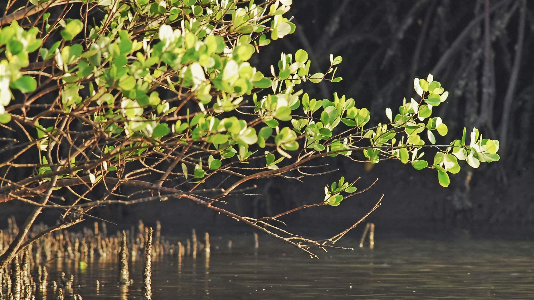 Kenya Launches a Blue Carbon Ecosystems National Plan
