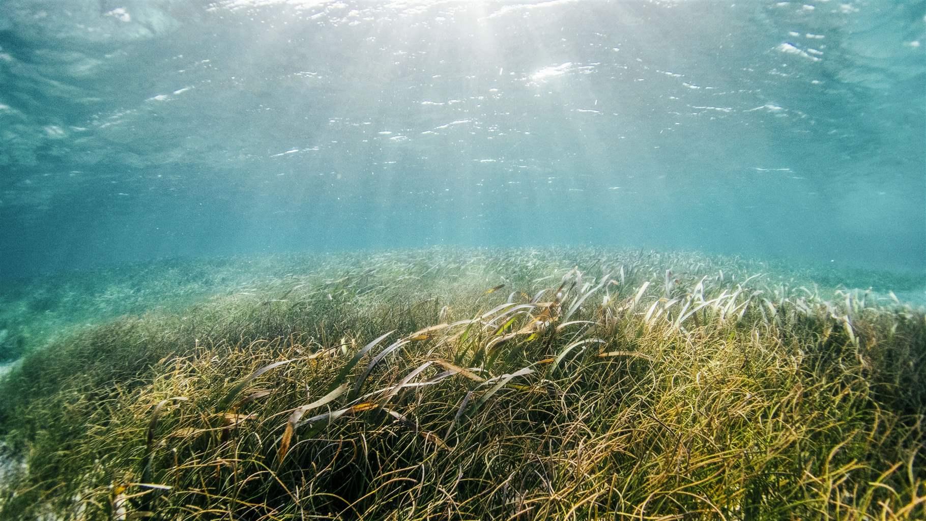 Africa’s Ocean Conservation Success Could Serve as Model
