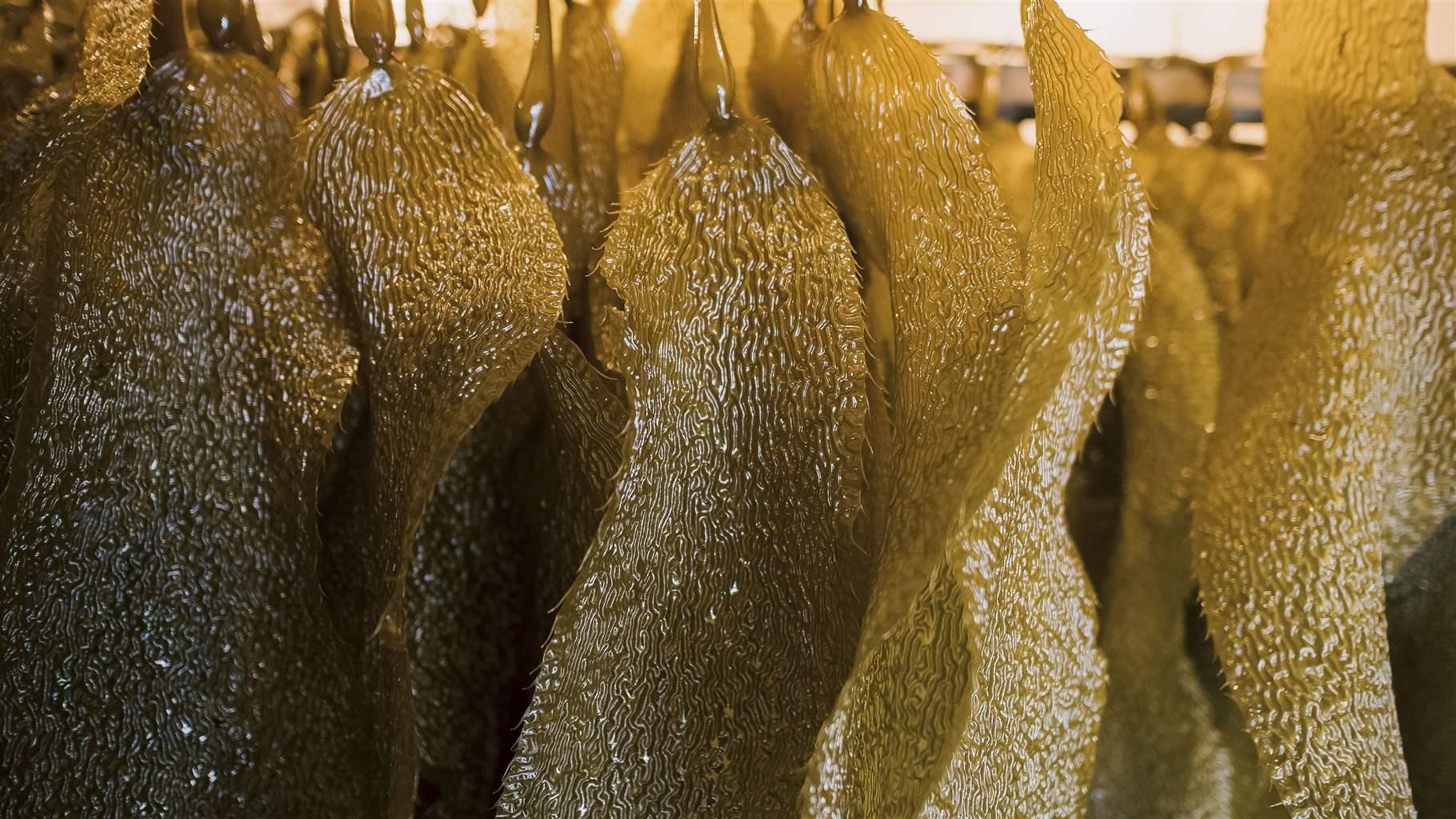 Pew Recommends Steps to Strengthen Plans for Alaska Seaweed Farming