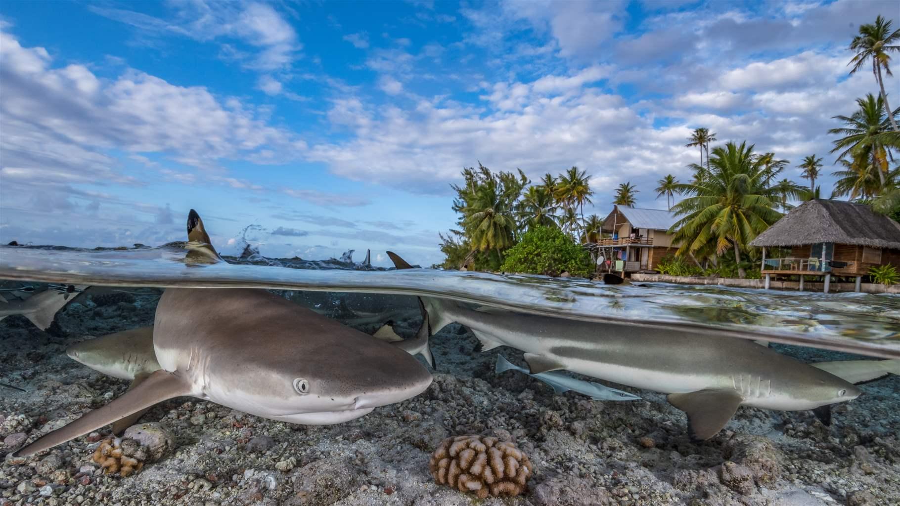 June Ocean Conference Can Succeed – With the Right Focus